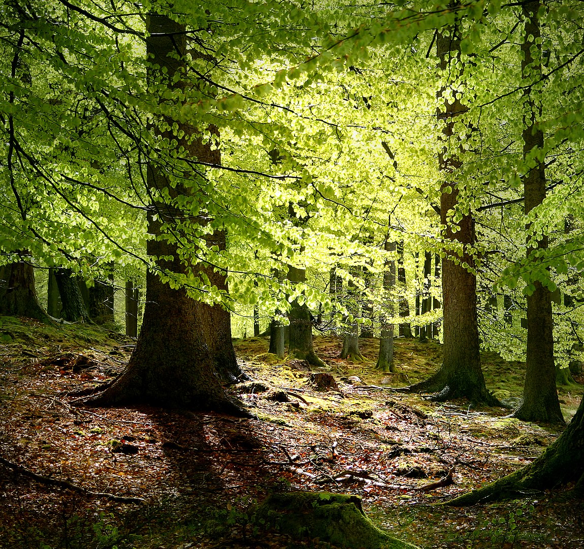 Photo of beech trees in a forest